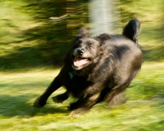 Illustration for article titled Shooting Challenge Pets Gallery 7
